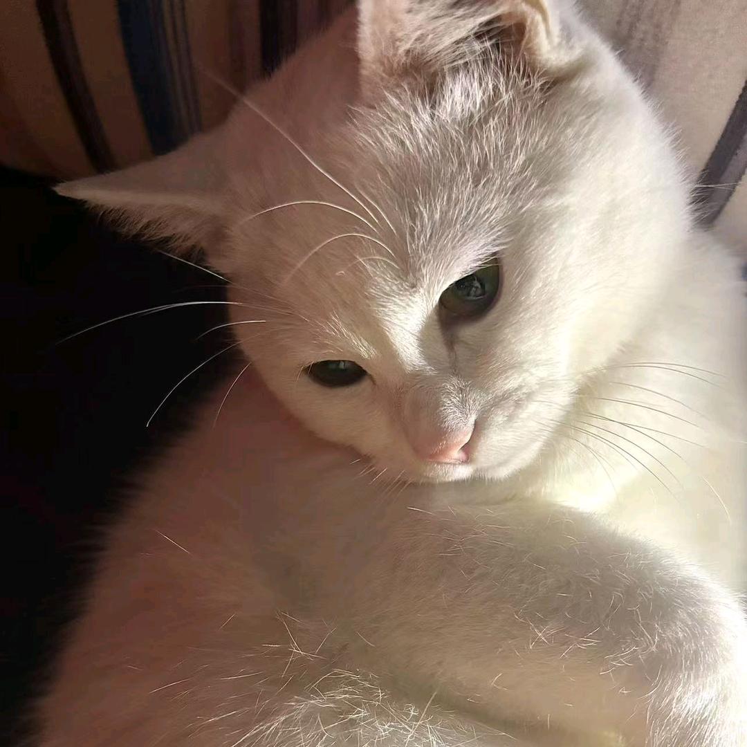 keugami