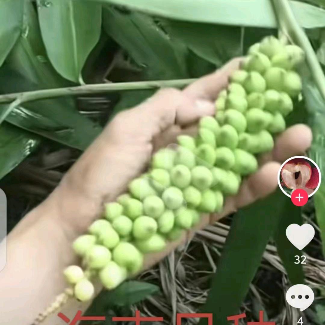 罗运农业致富产品