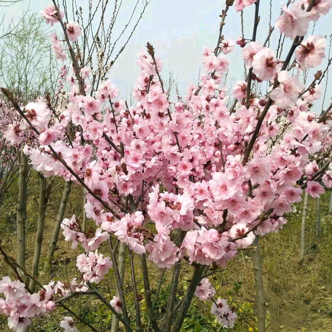 你若安好，我便是晴天