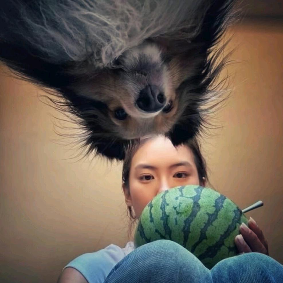 煎饼狗子
