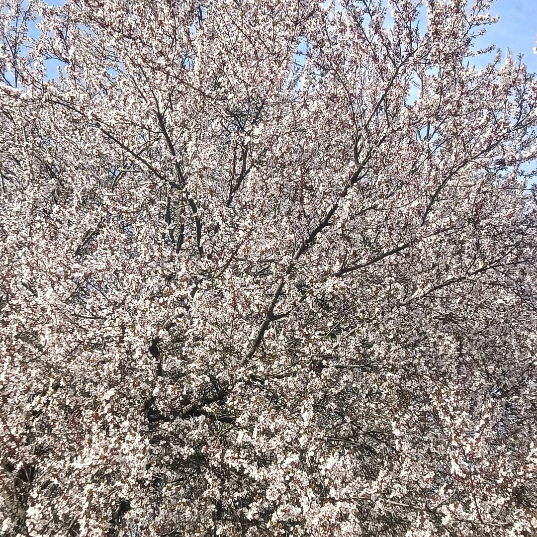时光如流沙，岁月如灯茶