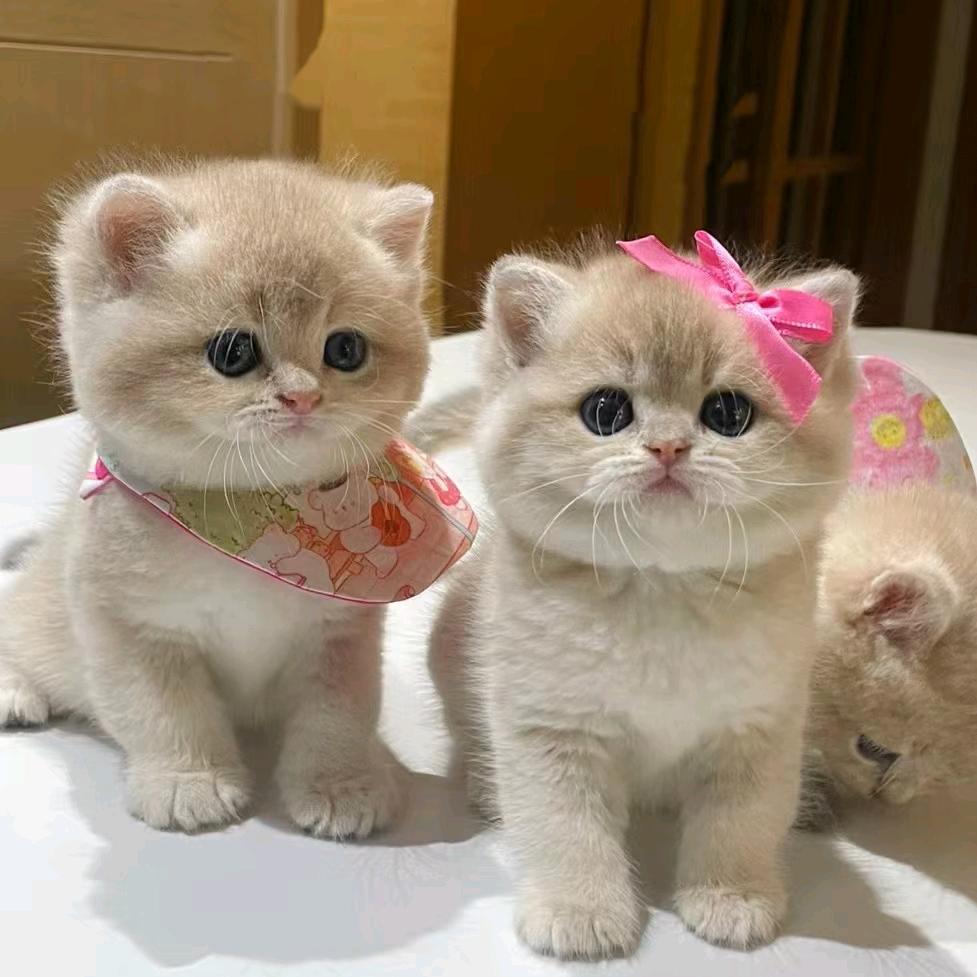 嘟嘟是只猫呀🐱
