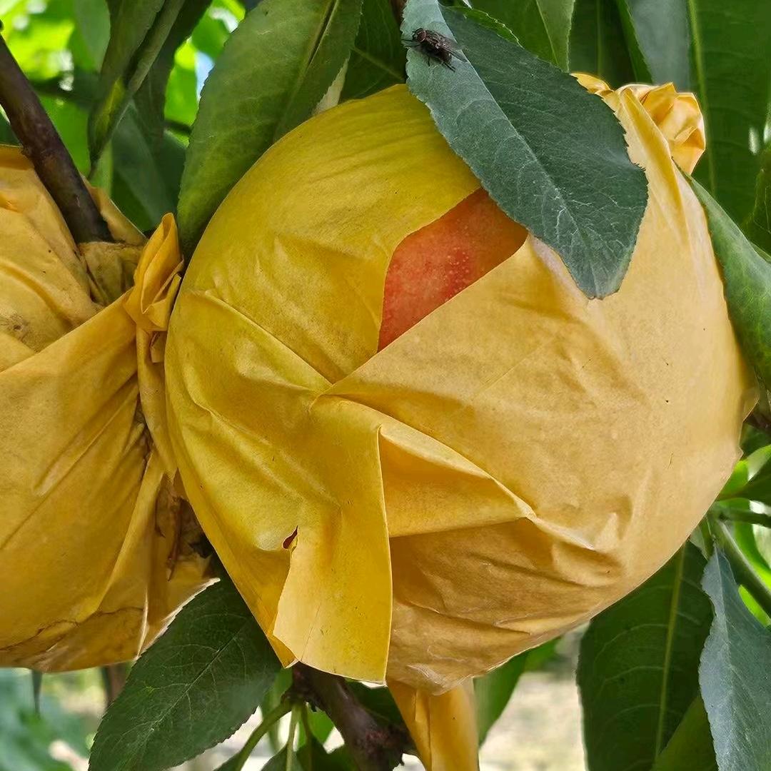 上海帆一帆果蔬专业合作社