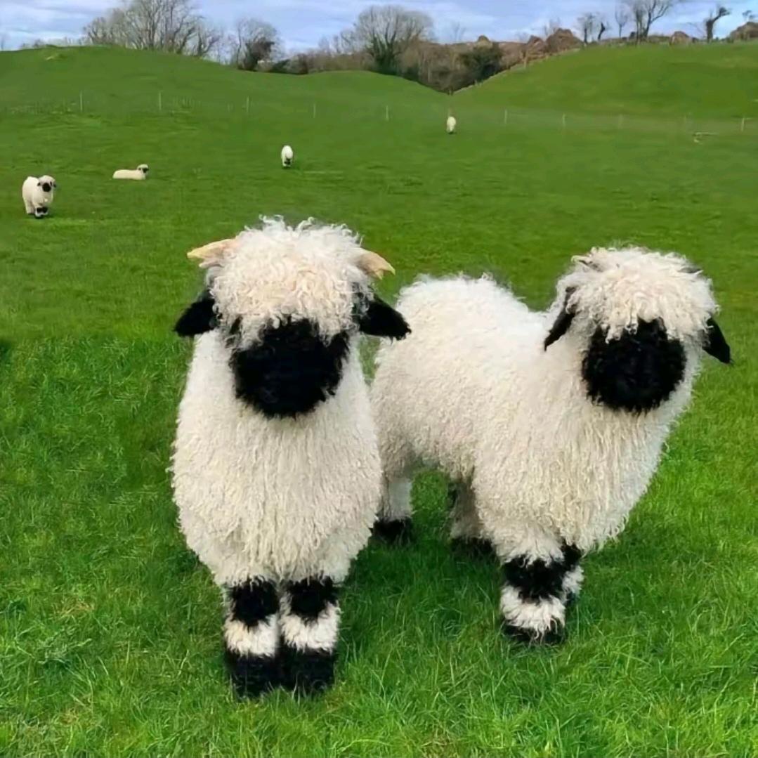 咩🐑