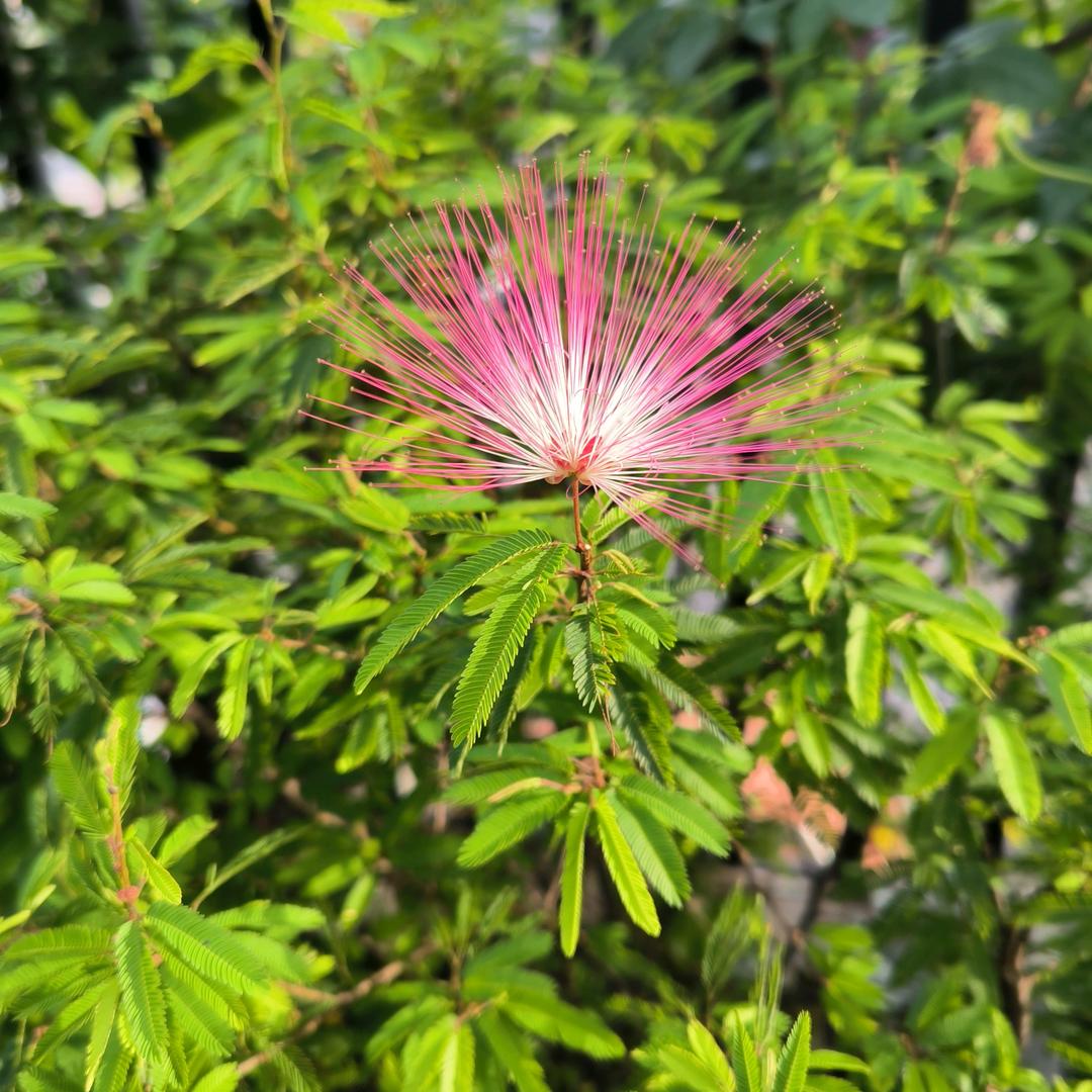 重庆叫花子