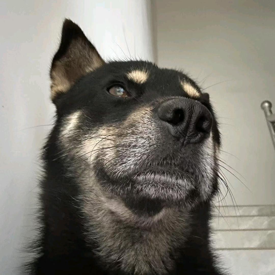 铁包金小狗