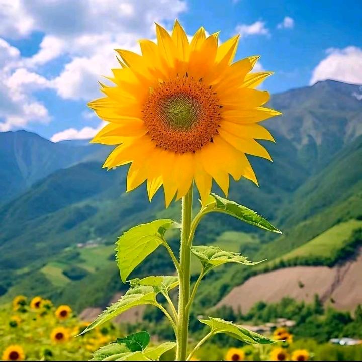爆米花哥