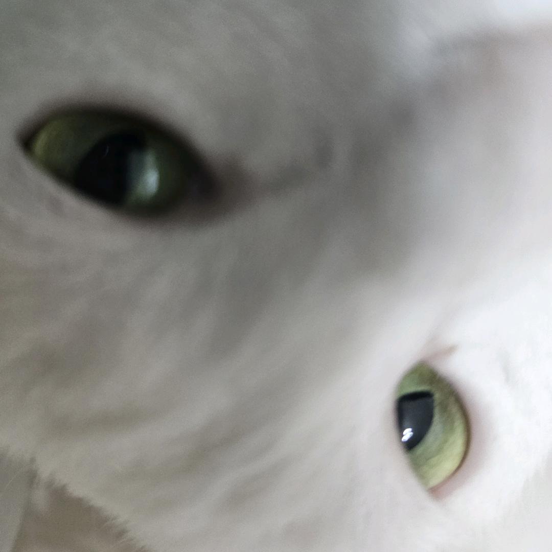 巧可丽生蚝