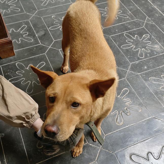 ✨安安是田园犬✨