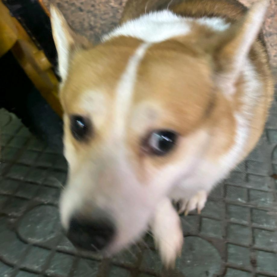 香辣蟹！