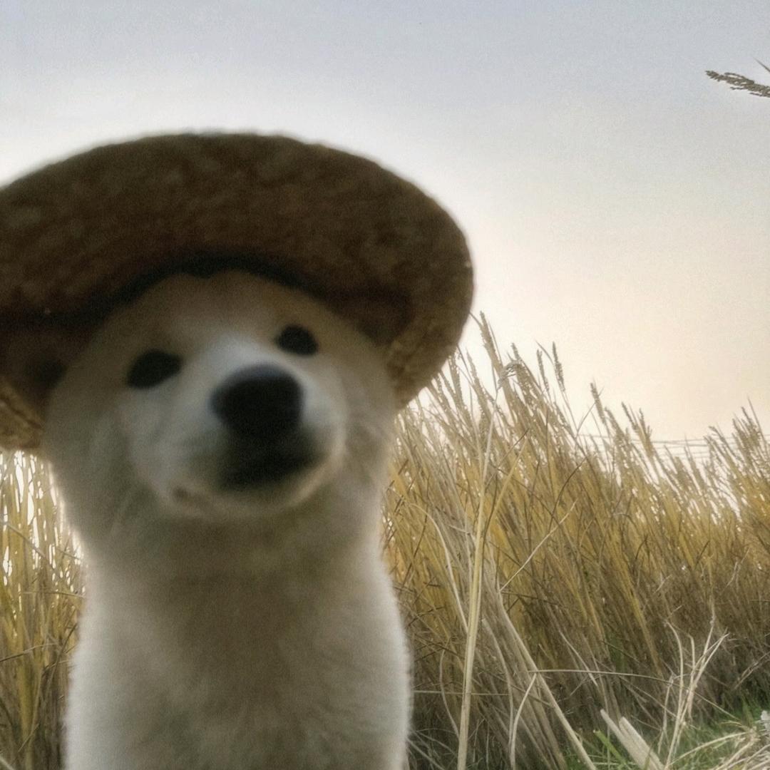 蛋蛋