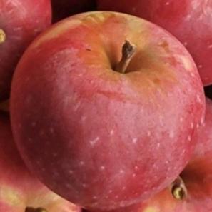 斗南苹果