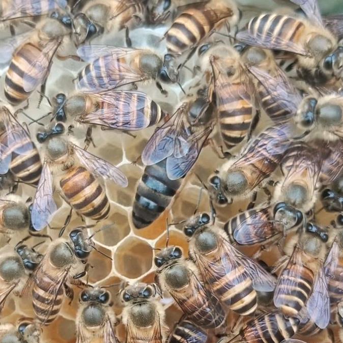 冉氏中蜂繁育场