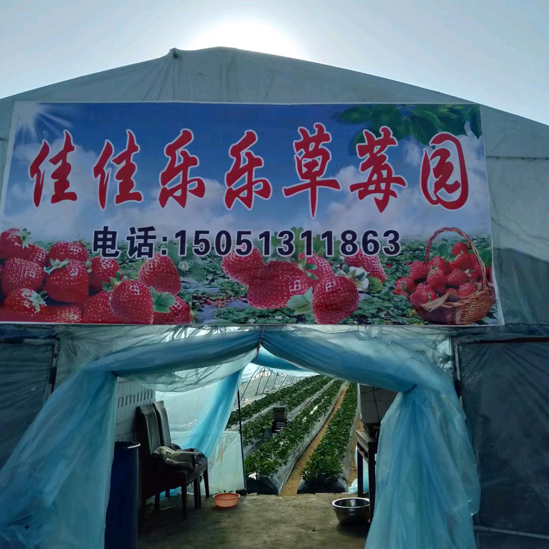 佳佳乐乐草莓园