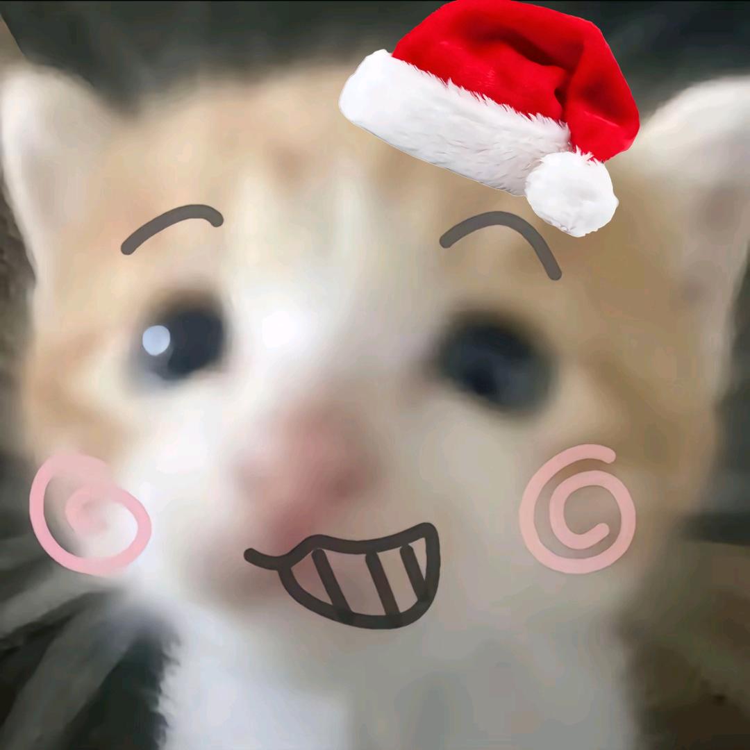 猫猫~