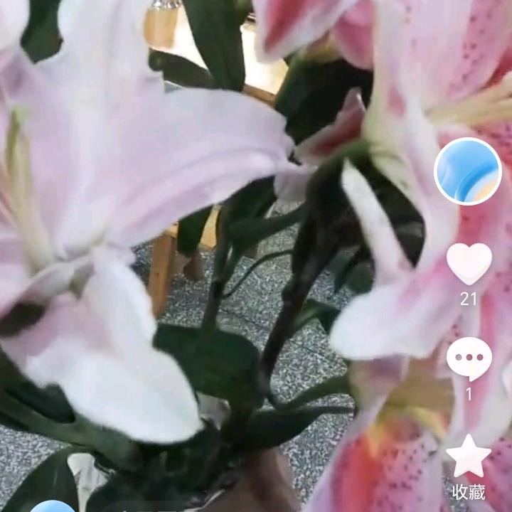 呼叫我的前女友。