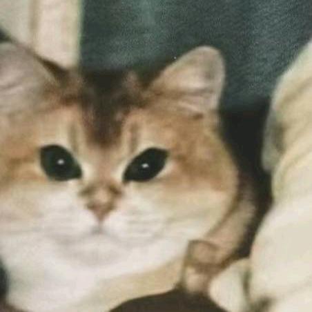 小皮蛋