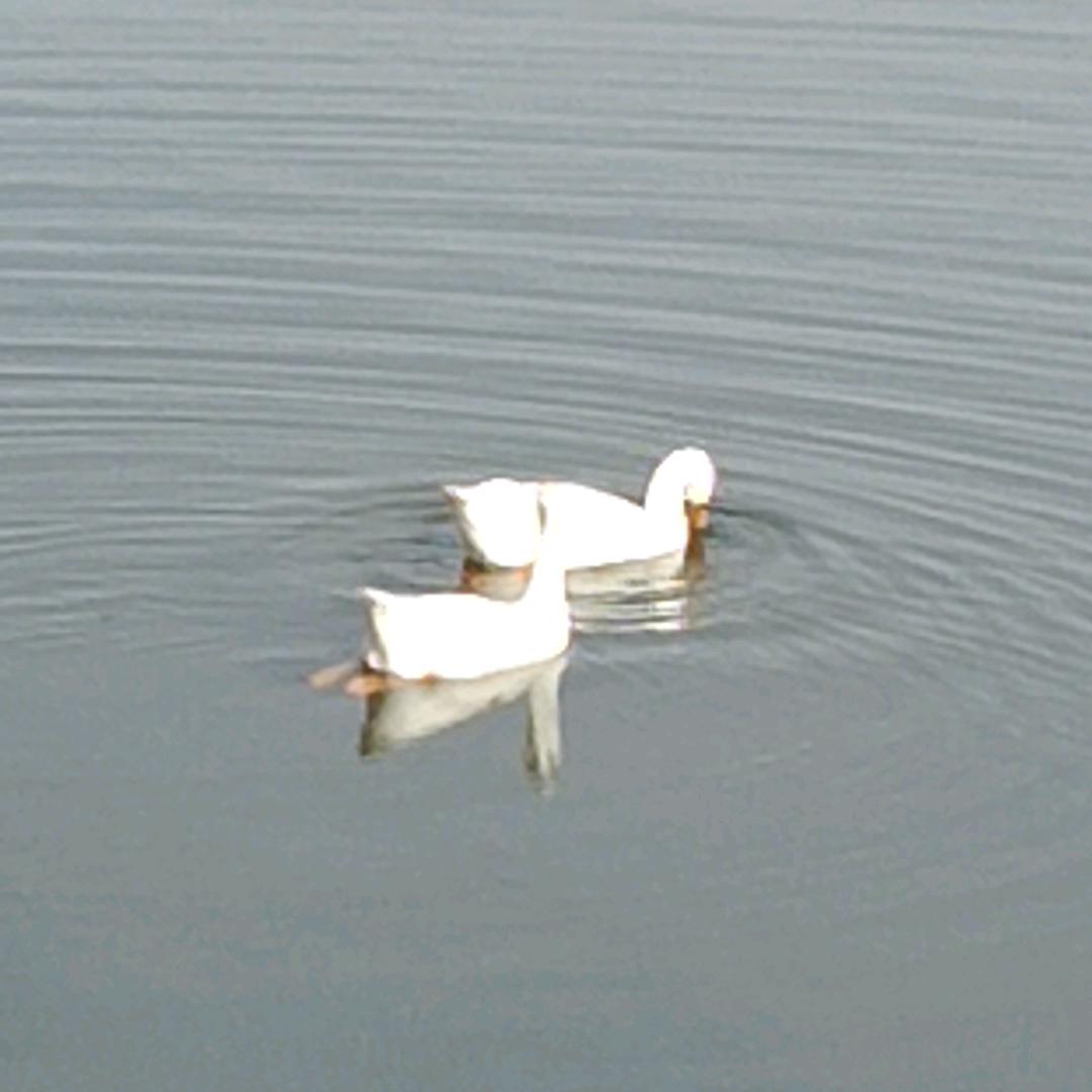 顺子