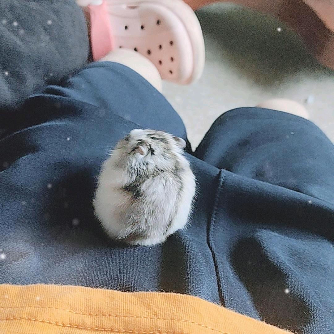 小可爱