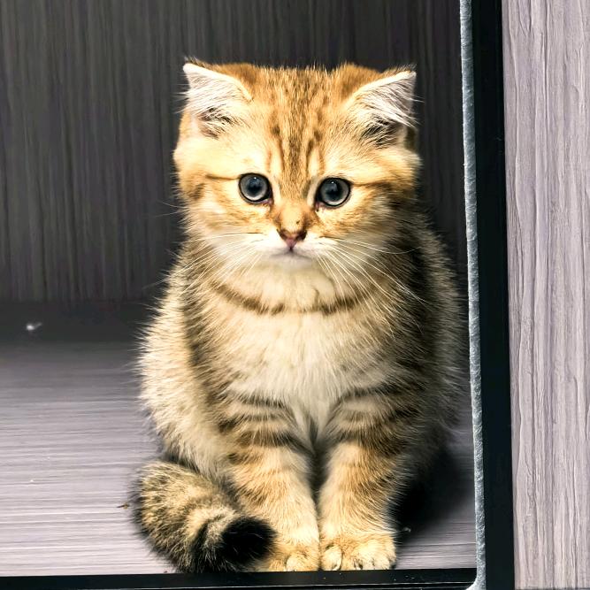 大咪是只猫