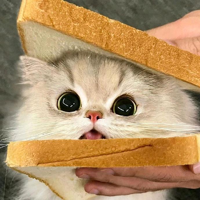 情ō