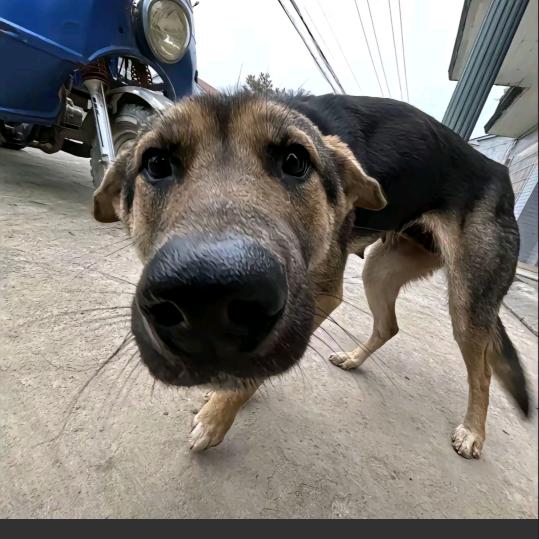 奥戈一蛋