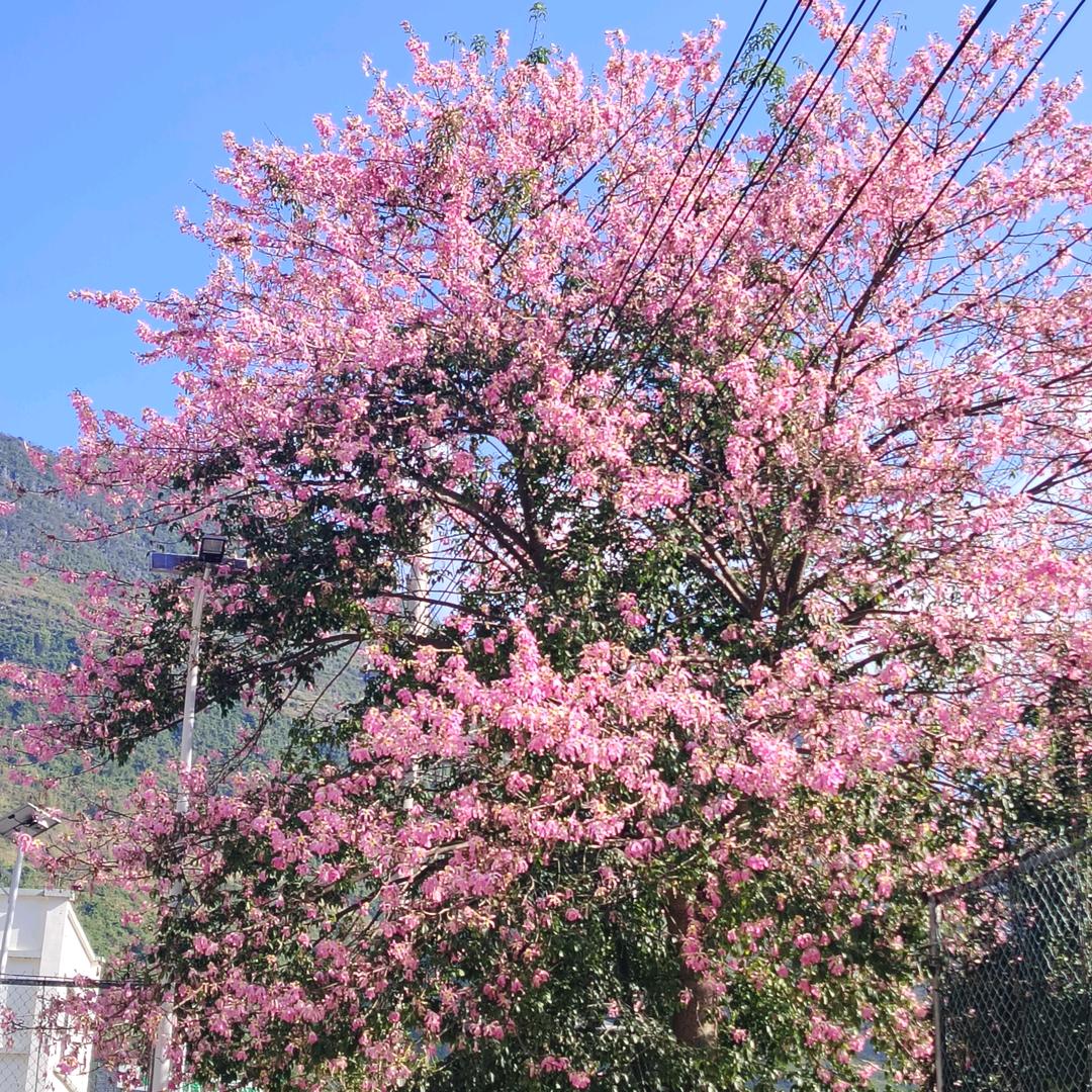 微笑🌺🌺🌺