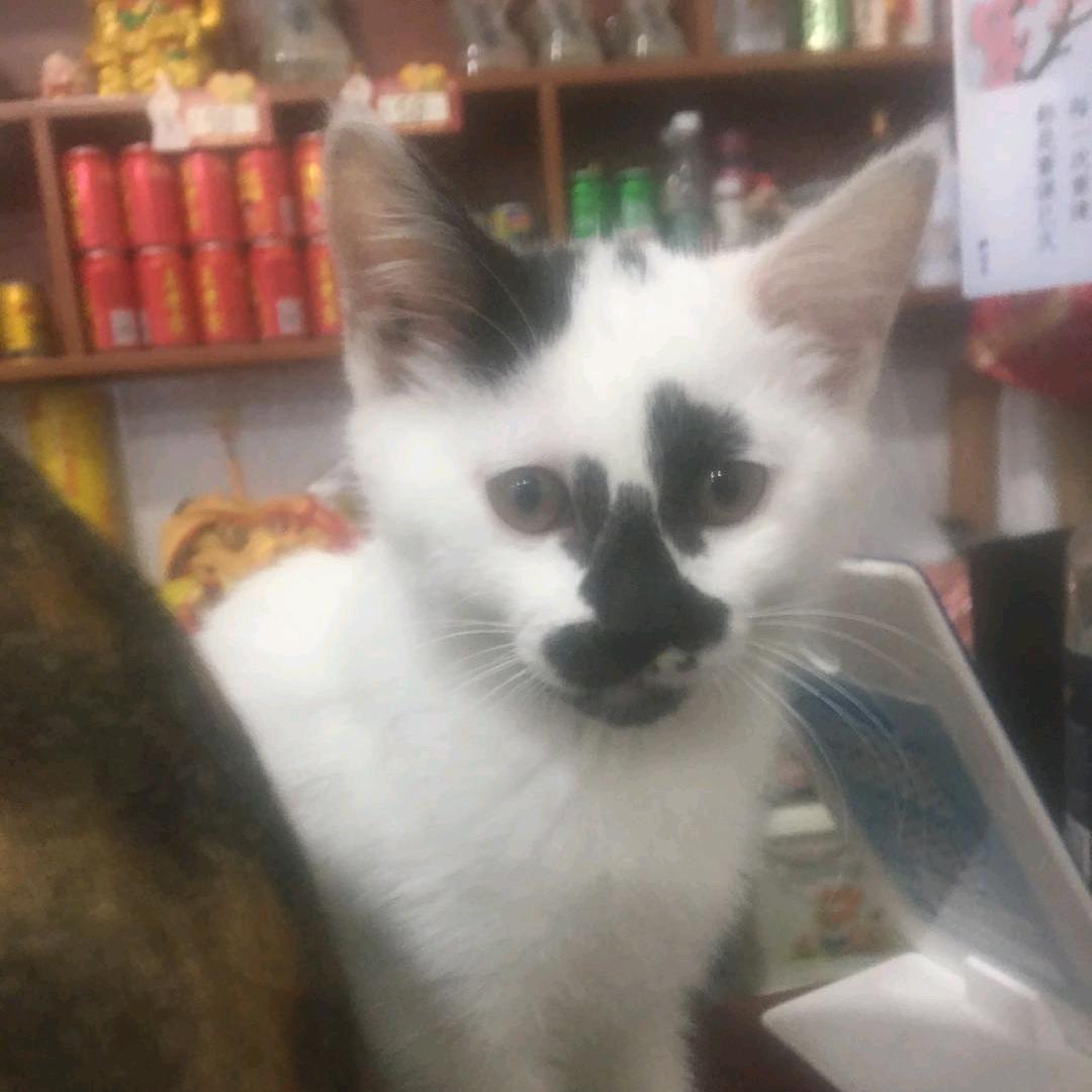 九月的福猪