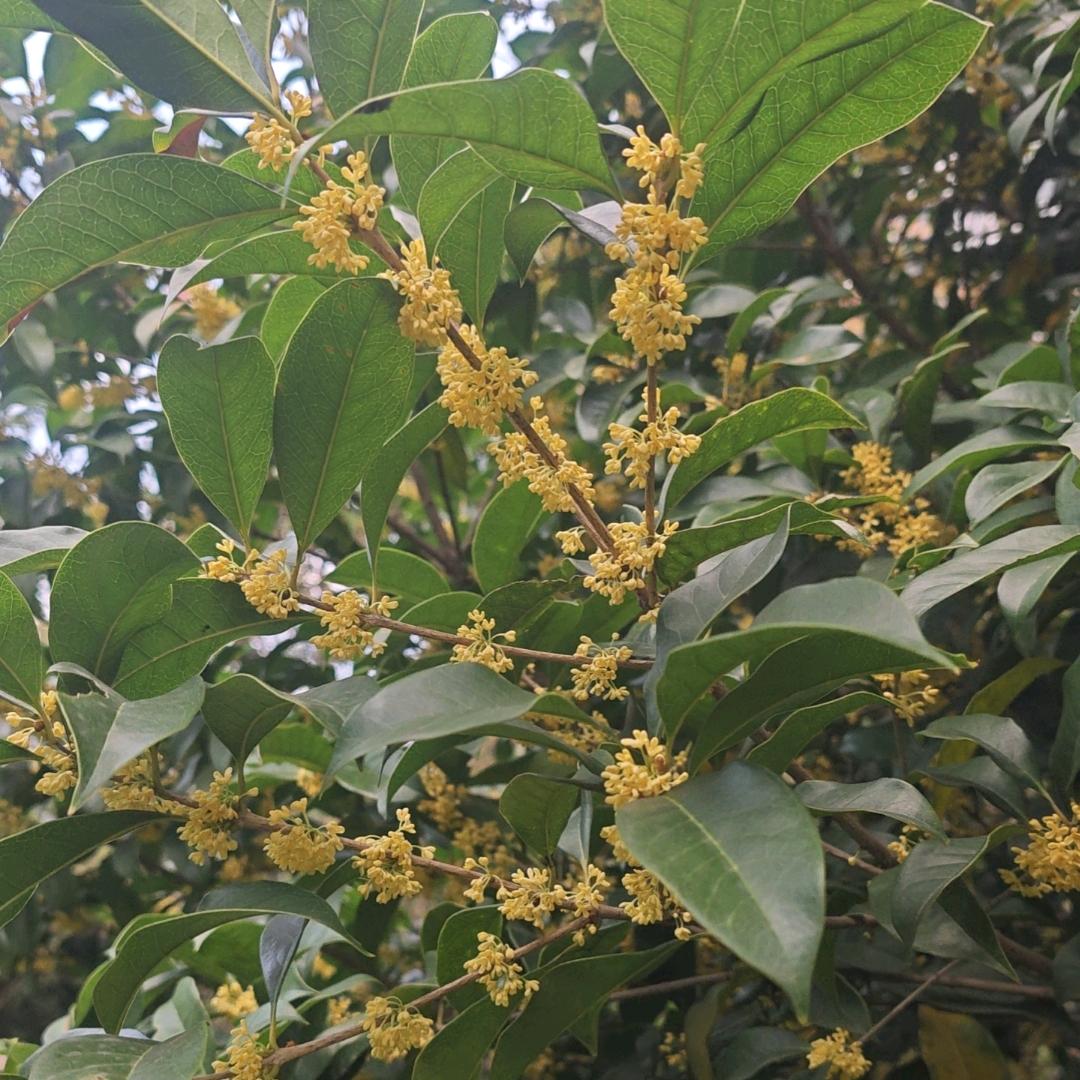 爱你不后悔