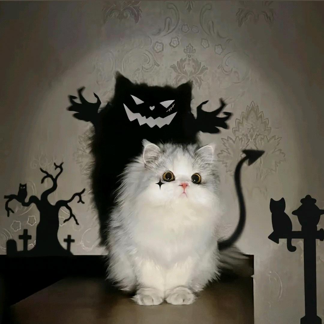 妙芜*爱厅浙壹夜*