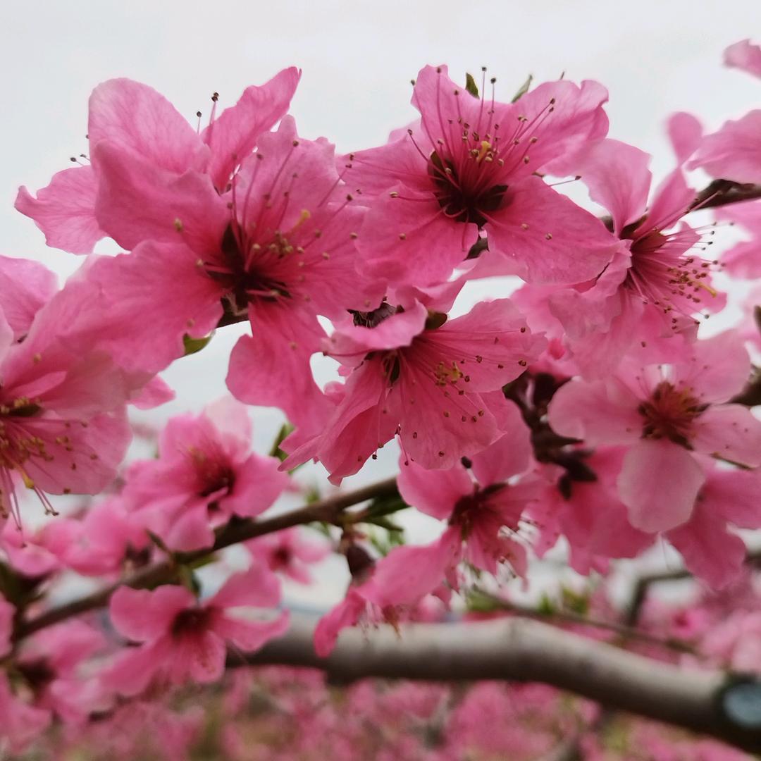 红玉