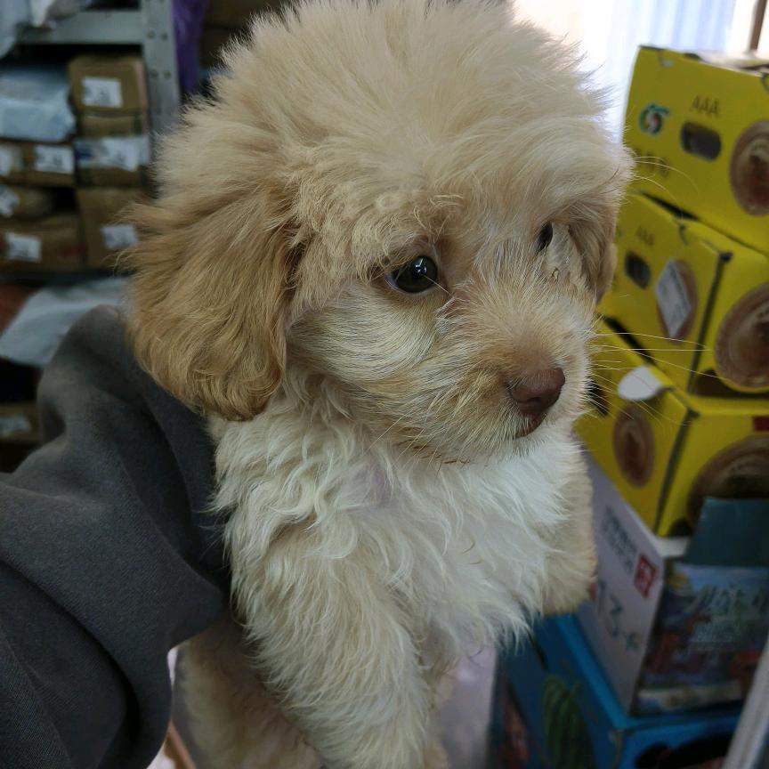 小柚萨玛
