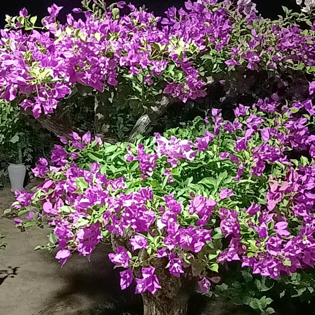 杨少园艺