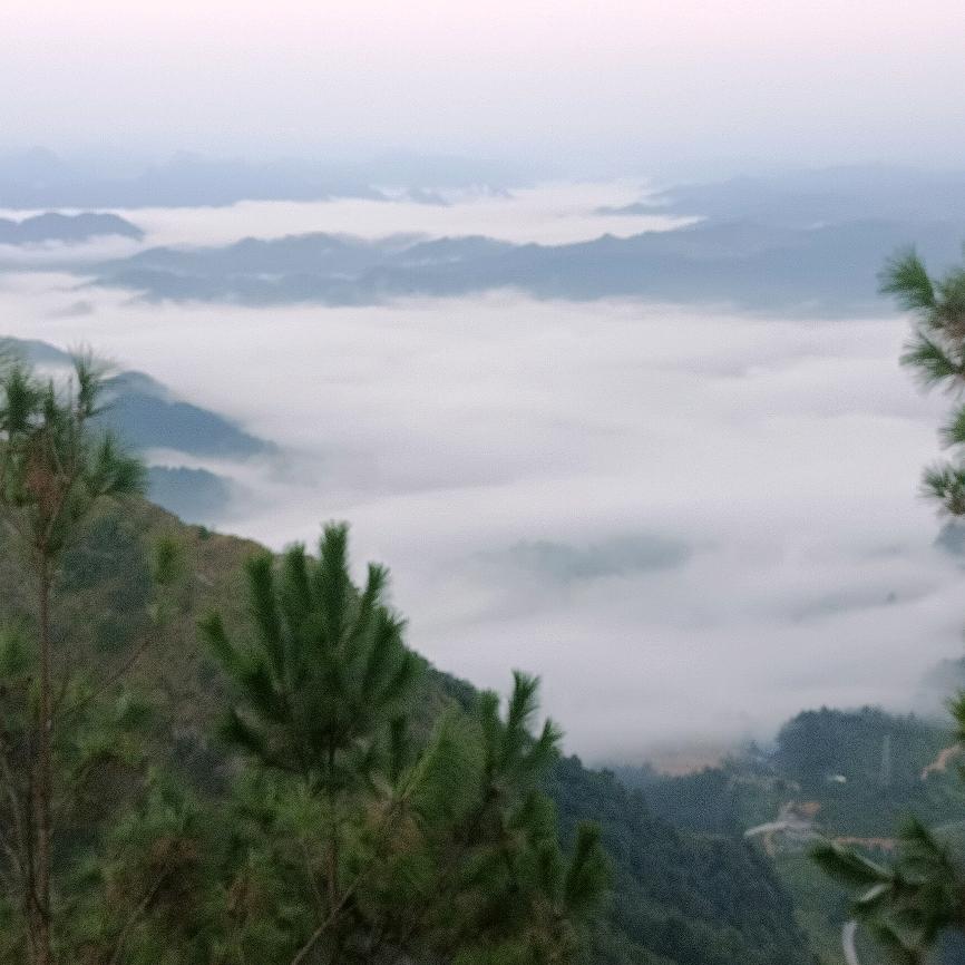 露露