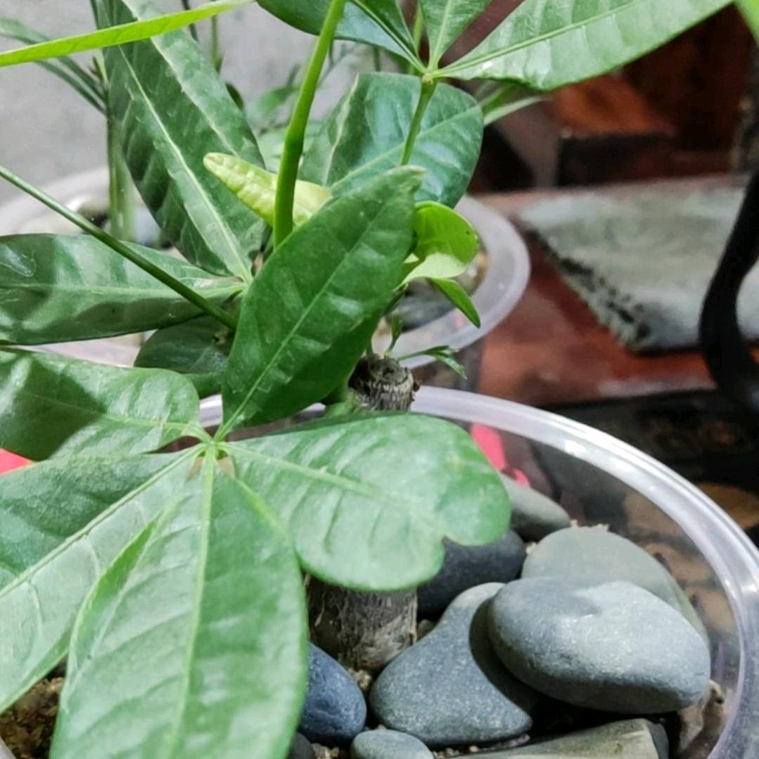 黑色玫瑰