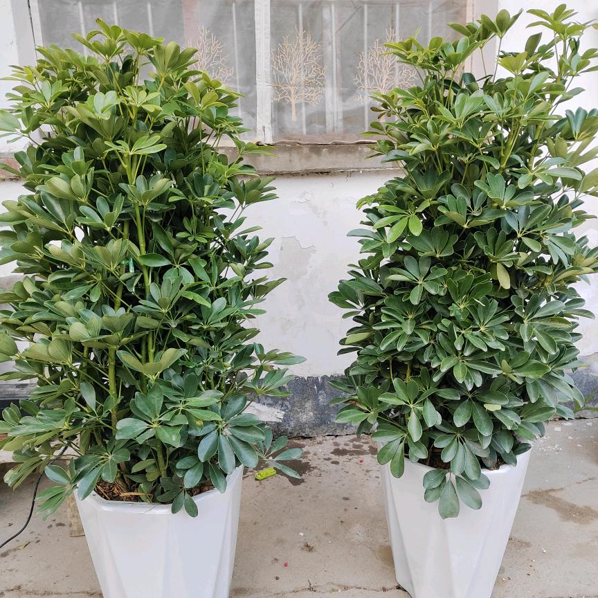 干的漂亮👍