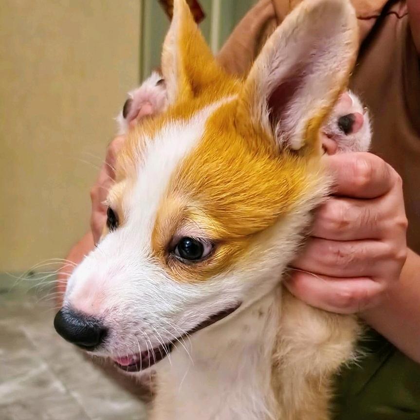 我的狗子叫二柱