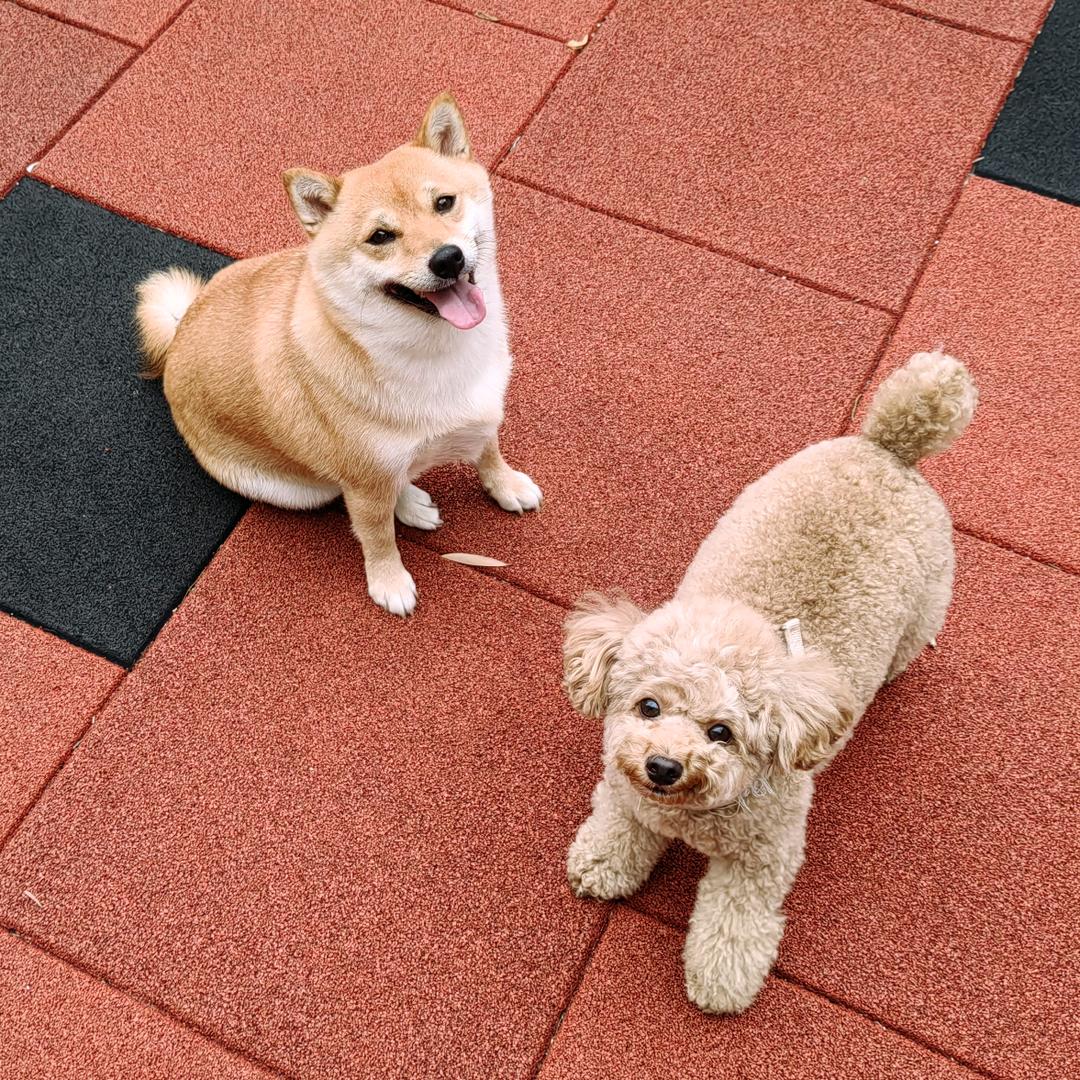 孔雀飛