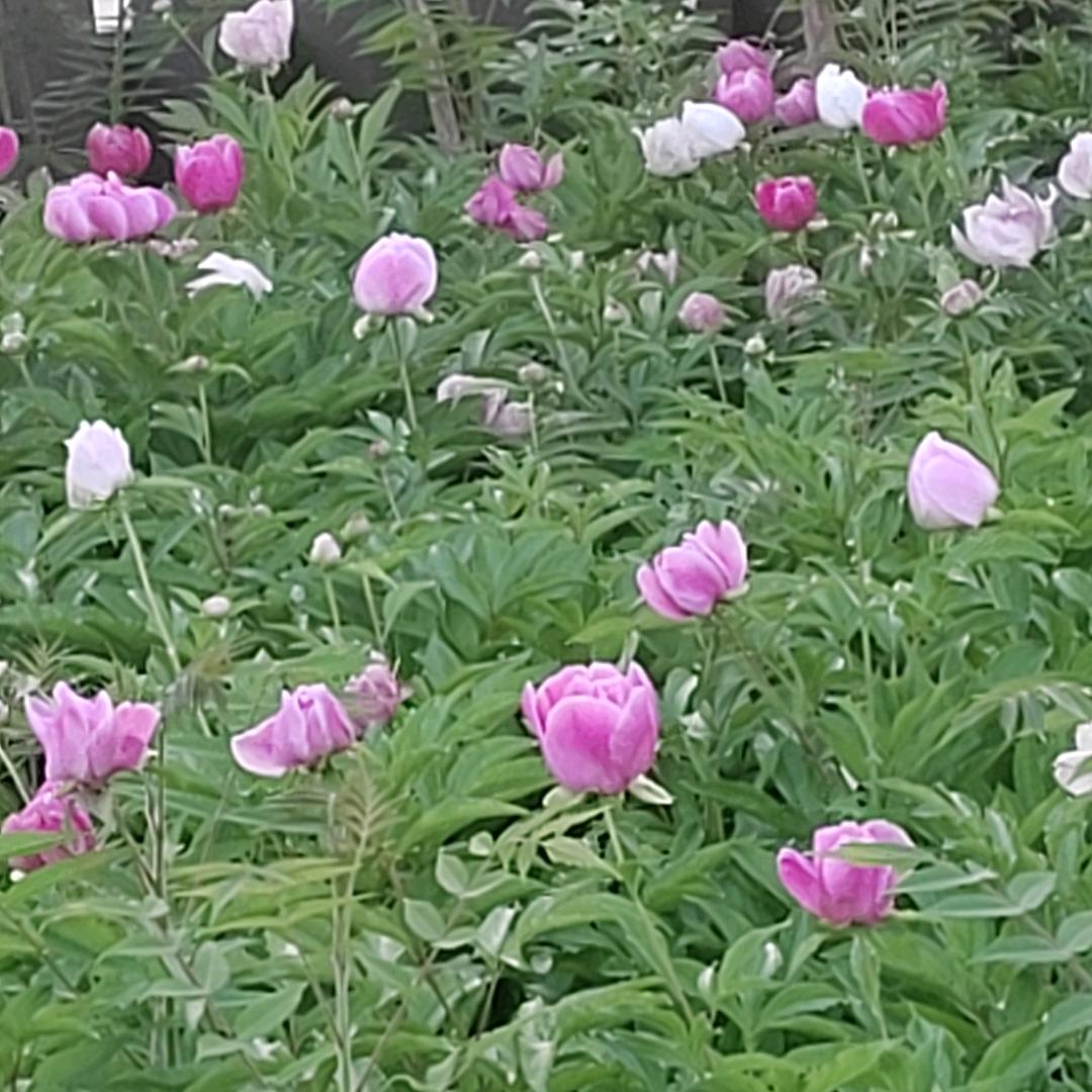 一峰香坊-制作部小秦