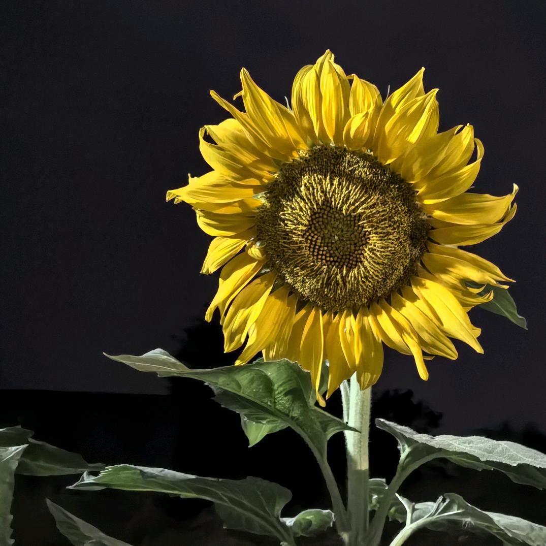 🌊王团长⁵⁸⁸