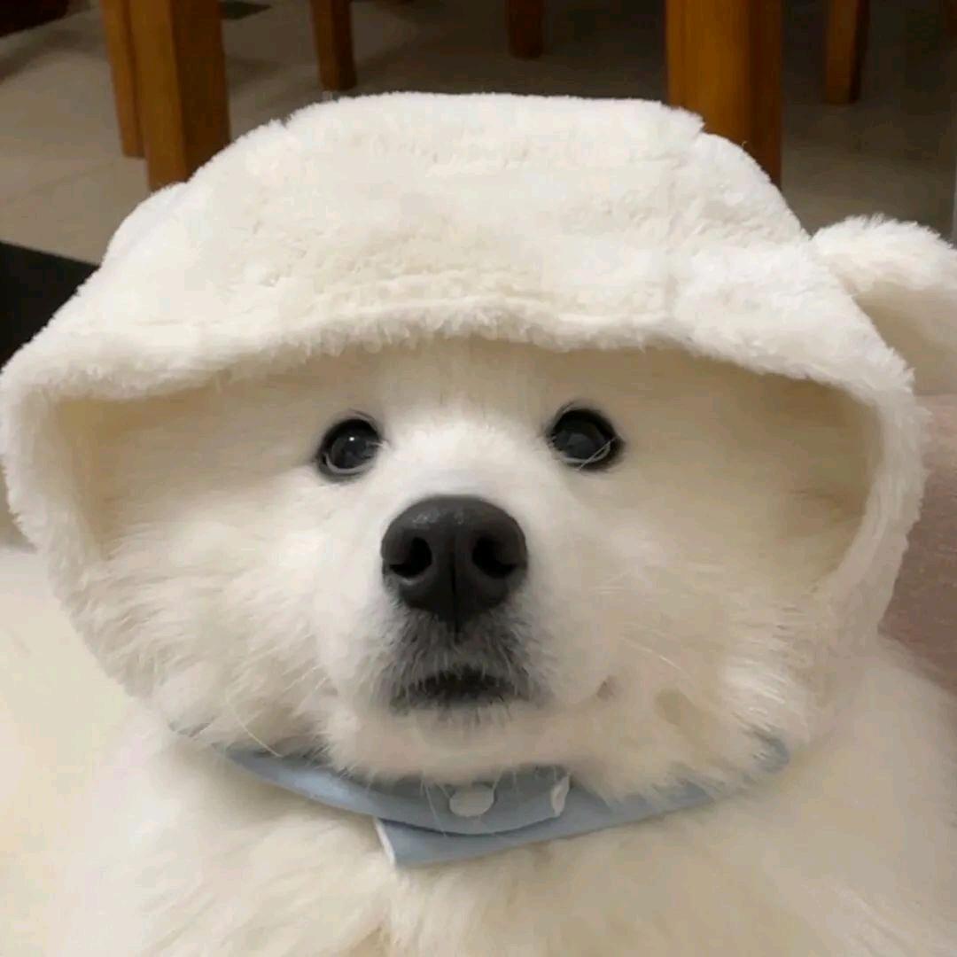冬日暖羊咩