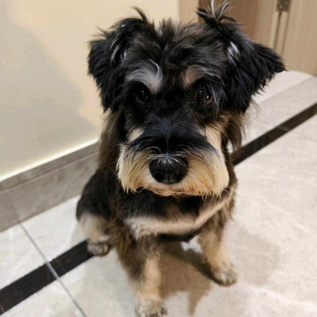 圆满是个墩布头子