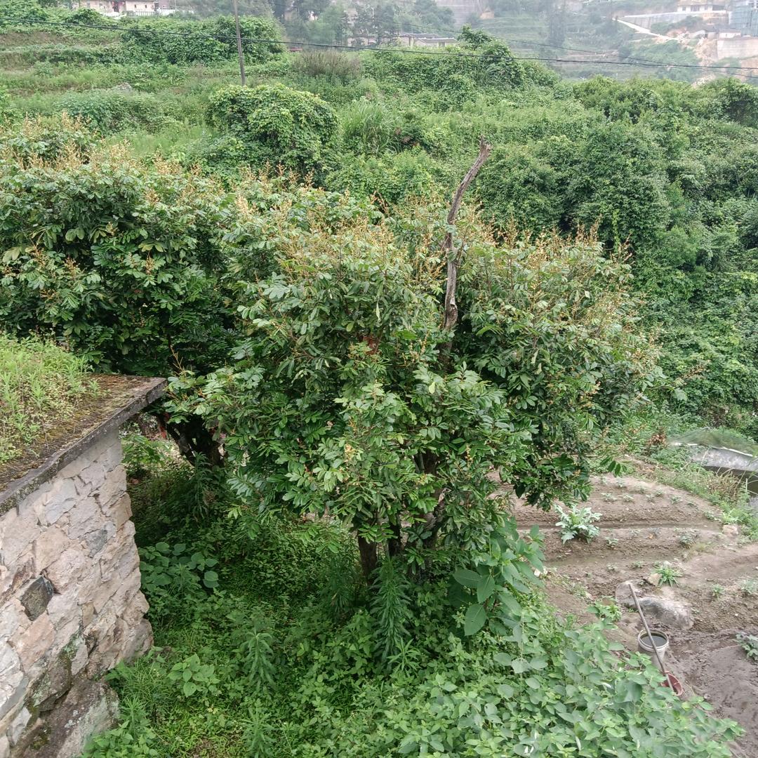 秀秀～在农村