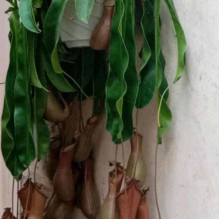 谭定人生