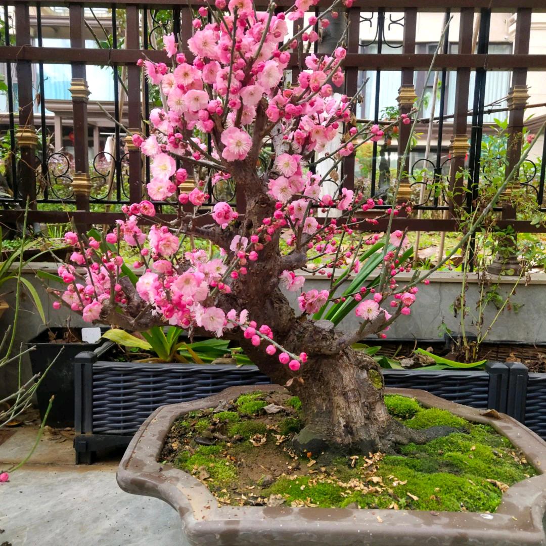 精品老桩梅花