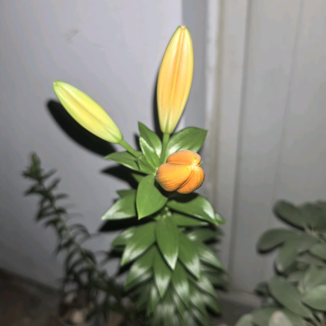 幽冥王