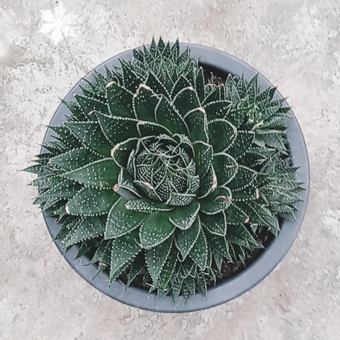 （鬚驚）乡村马哥2