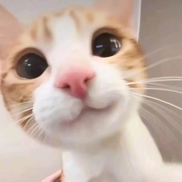 do豆（三角洲行动）