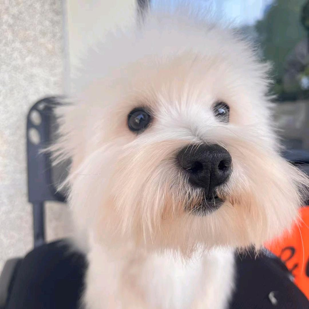 黄毛龙鸣弟中弟