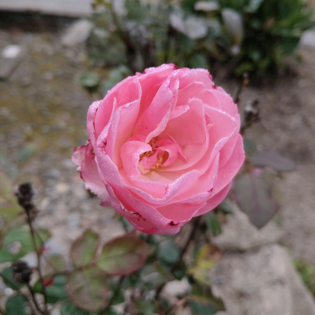 祥林木业~福庆全屋定制家具阮香兰